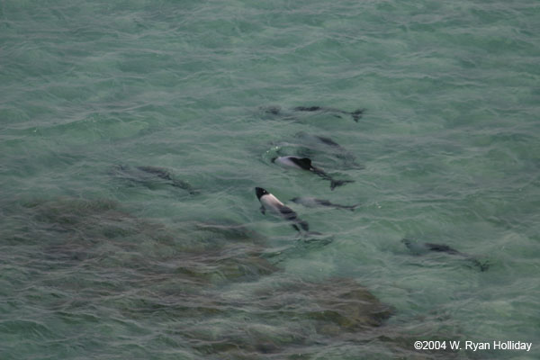Commersons Dolphins