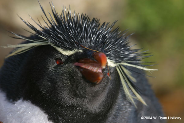 Rockhopper Penguin