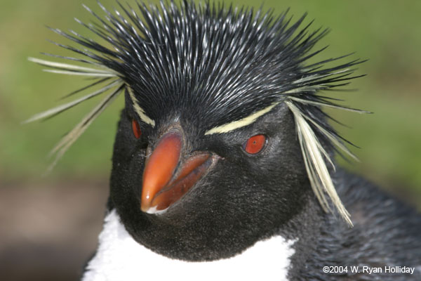 Rockhopper Penguin