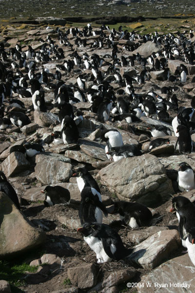 Rockhopper Penguin Colony