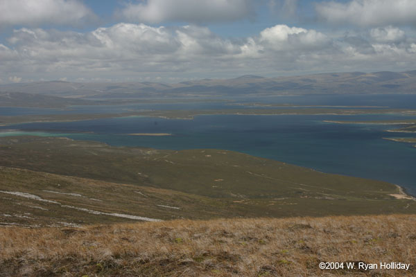 Saunders Island Landscape