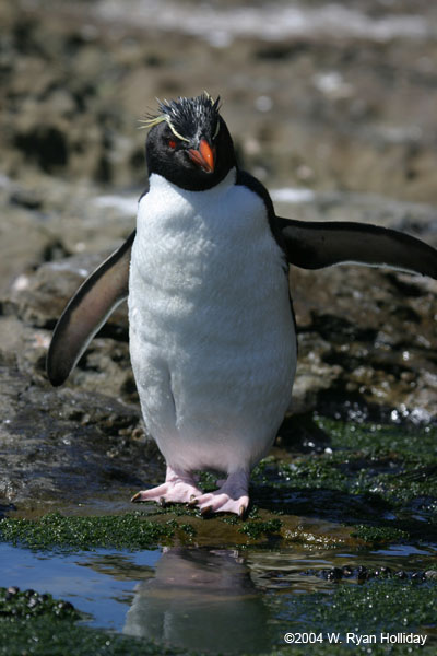 Rockhopper Penguin