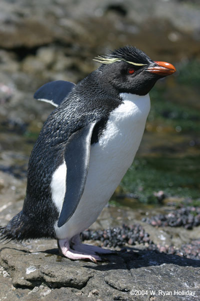 Rockhopper Penguin