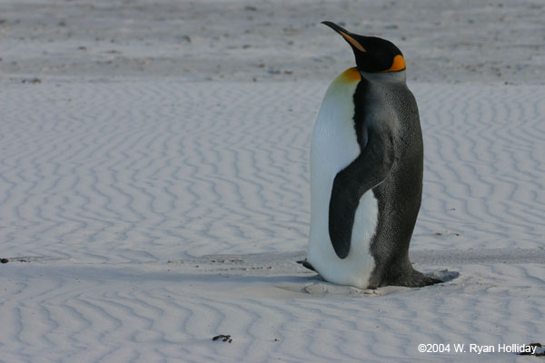 King Penguin