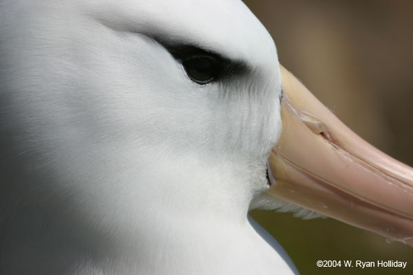 Black-Browed Albatross