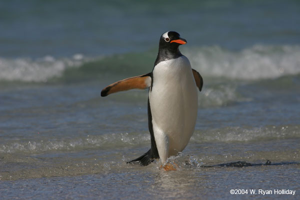Gentoo Penguin