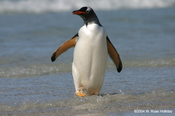 Gentoo Penguin
