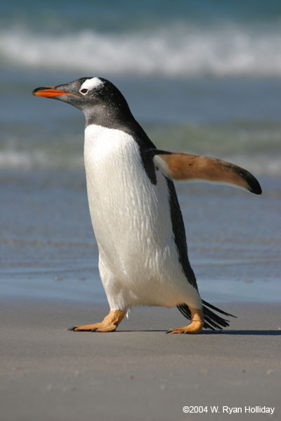 Gentoo Penguin