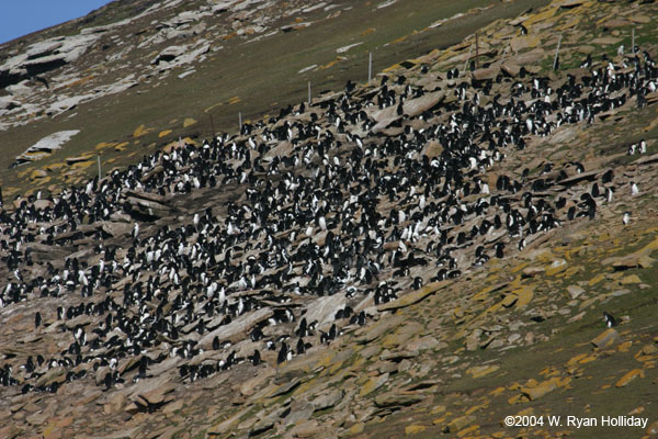 Rockhopper Penguin Colony