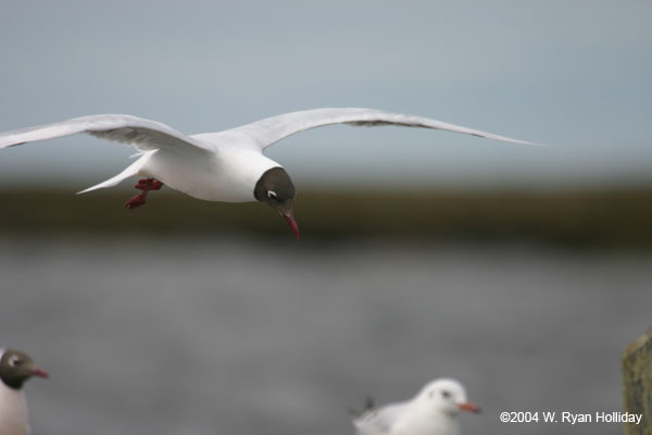 Brown-Hooded Gull