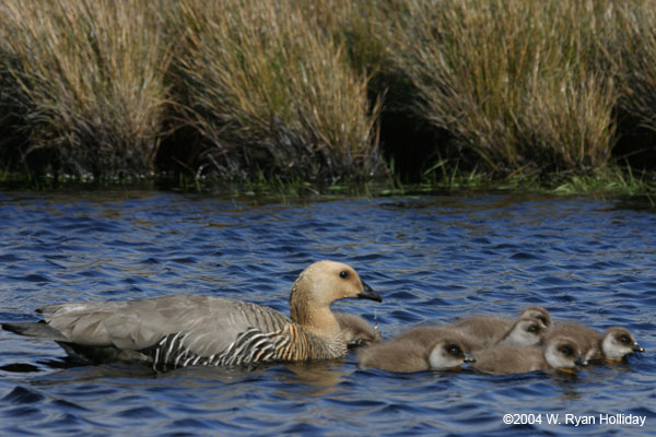 Upland Geese