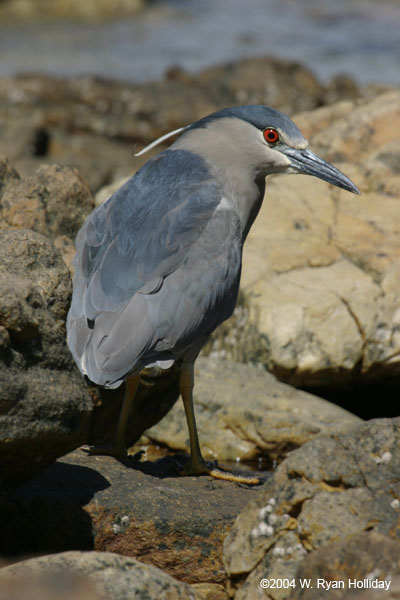 Black-Crowned Night Heron