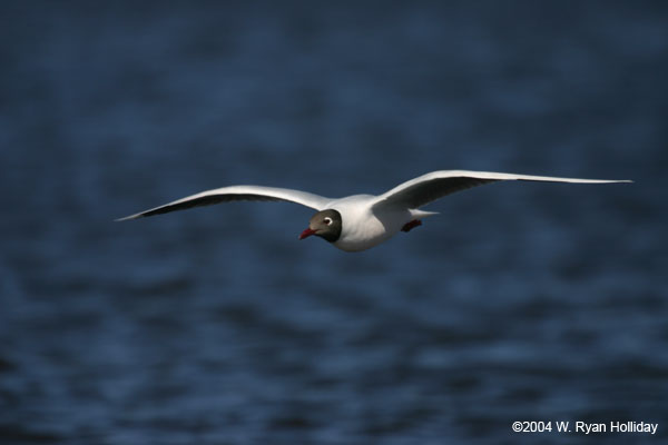 Brown-Hooded Gull