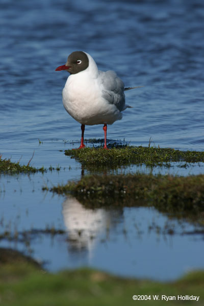 Brown-Hooded Gull