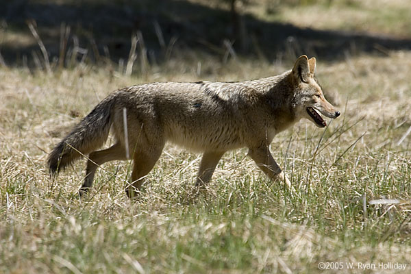 Coyote