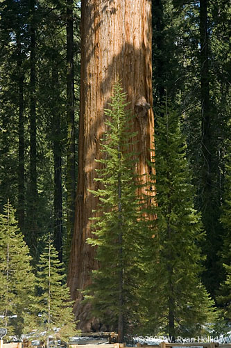 General Sherman Tree