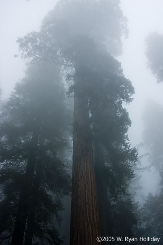 Giant Sequoia Tree