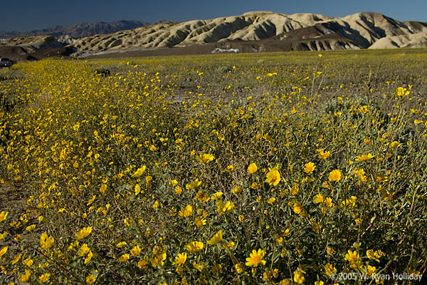 Wildflowers