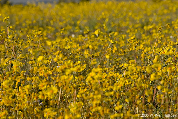 Wildflowers