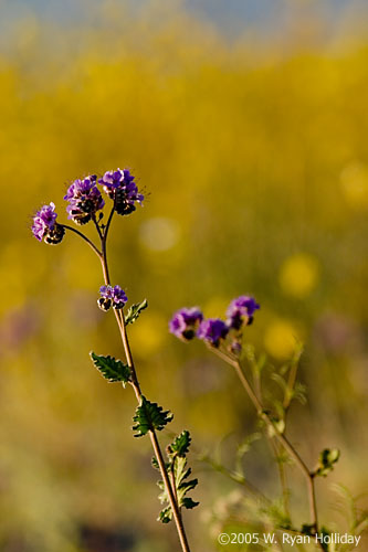 Wildflowers