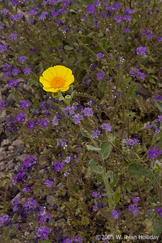 Wildflowers