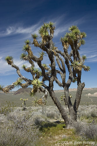 Joshua Tree