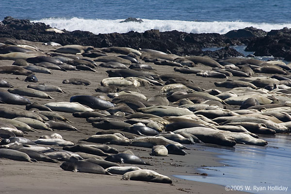 Elephant Seals
