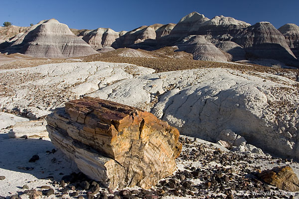 Petrified Log in Blue Mesa