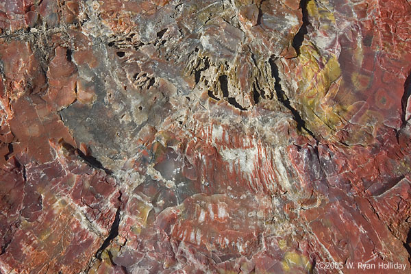 Petrified Log