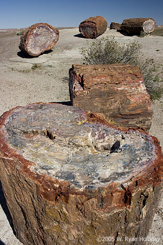 Petrified Logs