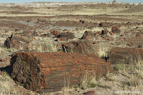 Petrified Logs