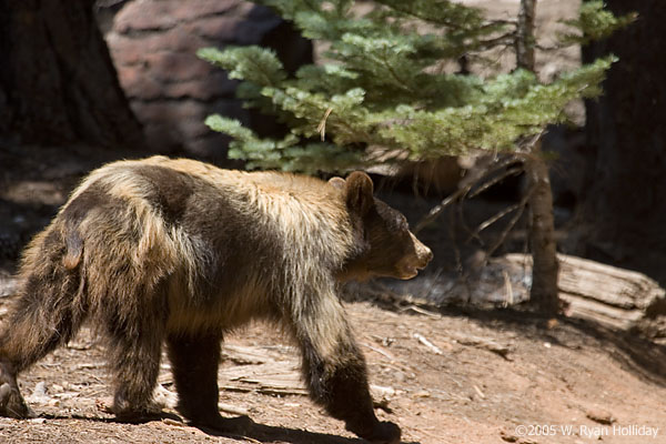 Black Bear near Half Dome