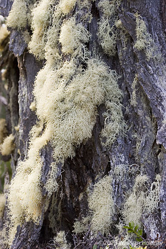 Mossy Tree