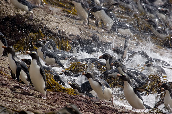 Rockhopper Penguins