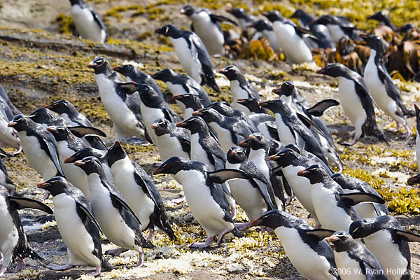 Rockhopper Penguins