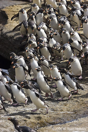 Rockhopper Penguins