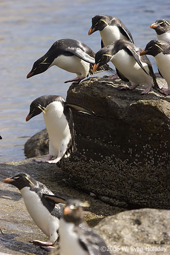 Rockhopper Penguins