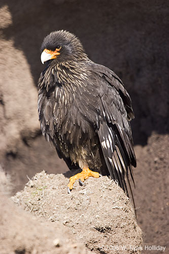 Striated Caracara