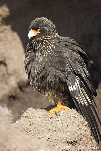 Striated Caracara