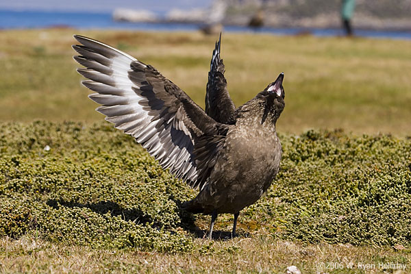 Falklands Skua