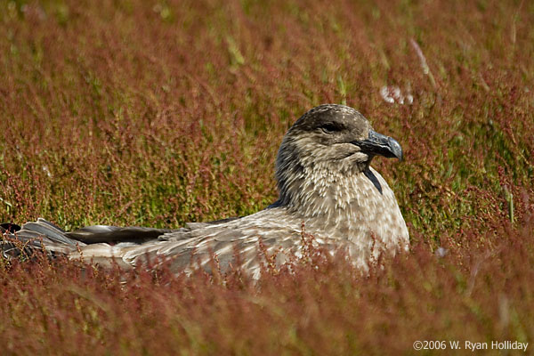 Falklands Skua