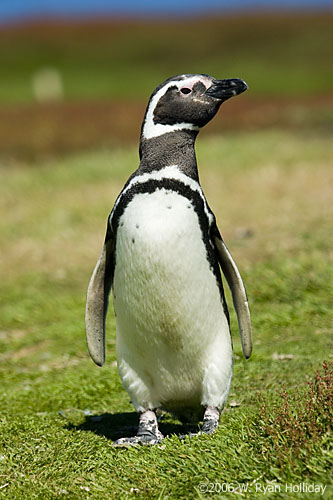 Magellanic Penguin