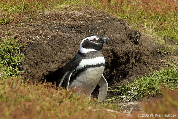 Magellanic Penguin