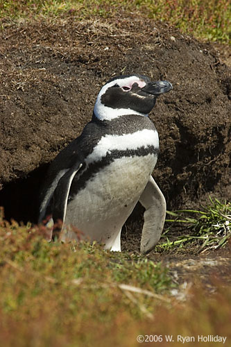 Magellanic Penguin