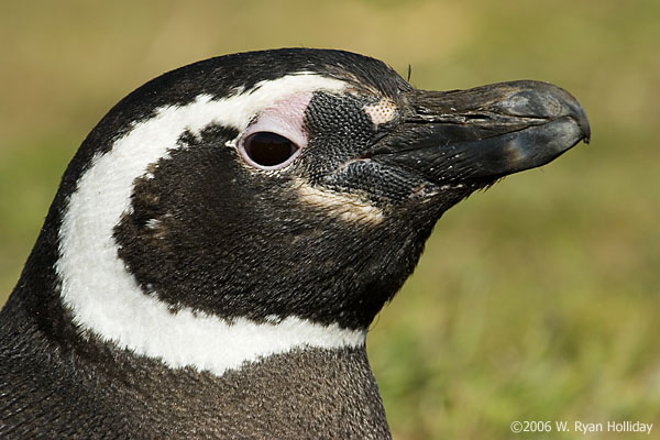 Magellanic Penguin