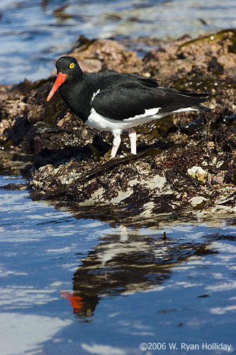 Magellanic Oystercatcher