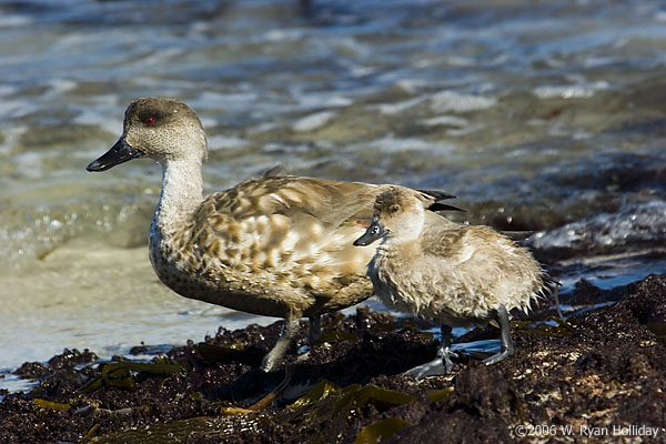 Crested Duck and Chick