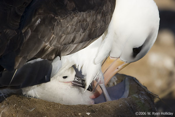 Black-Browed Albatross and Chick