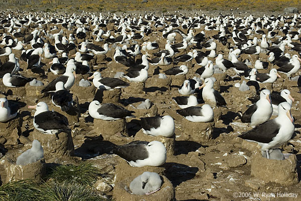 Black-Browed Albatross Colony