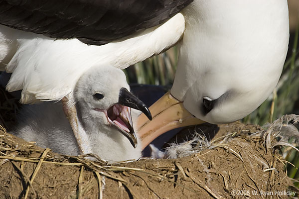 Black-Browed Albatross and Chick